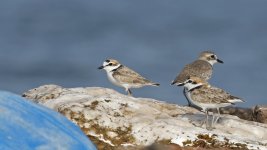 065 Malaysian Plover 026.jpg