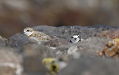 065 Malaysian Plover 021.jpg