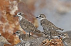 064 Greater Sandplover 012 (with Lesser Sandplover).jpg