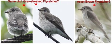 resize_compare flycatcher.jpg