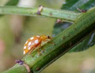 orange ladybird ex PC060016_edited.jpg