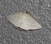 Oenochroma infantilis 12 12 2022.JPG