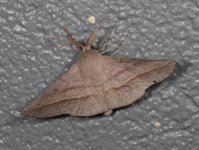 Oenochroma decolorata 12 12 2022.JPG