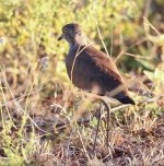 senegal lapwing bf.jpg