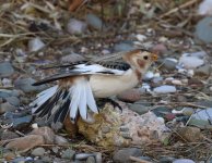 snow bunting showing off.JPG