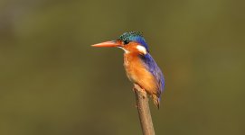 Malachite Kingfisher Kotu Bridge The Gambia November 2022 BLOG GAMB2947.jpg