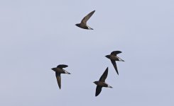 AD Brown-backed Needletail.jpg