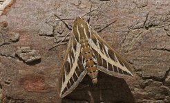 CB Striped Hawkmoth.jpg