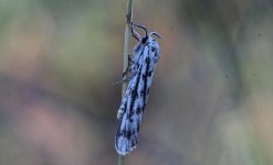 CC Speckled Footman.jpg