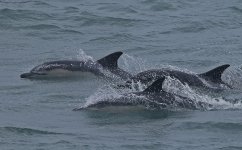 BB Common Dolphins.jpg