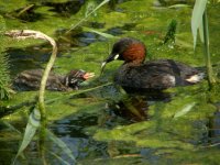 13 LITTLE GREBE CLEY 260708.jpg