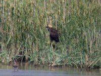 1 FEM MARSH HARRIER CLEY 240708.jpg