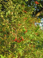 Rose Hips 1.jpg