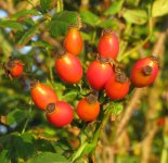 Close up, rosehips..jpg