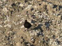 L1220396_Black Wheatear.jpg