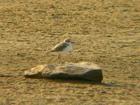 DSCN6502_Kentish Plover.jpg