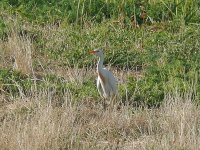 L1210056_Cattle Egret.jpg