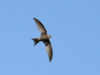 L1210080_Pallid Swift_.jpg