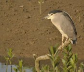 bc night heron D90_DSC0359.jpg