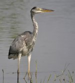 grey heron D90_DSC0048.jpg