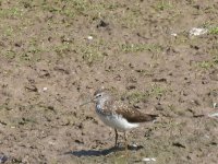 Green Sandpiper 27-07-08c Paintnet.jpg