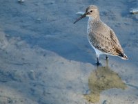 dunlin american.jpg