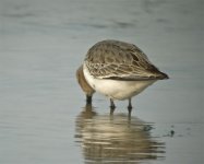 Dunlin.Sakhalina-3032.jpg