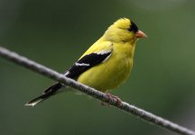 5.AmericanGoldfinch.JPG