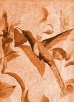 Brazilian Swallow-tailed Hummingbird (m).jpg