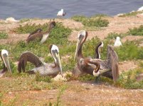 DSC00096 Brown Pelican.JPG