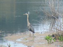 DSC00147 Great Blue Heron.JPG