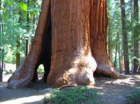 DSC00267 Sequoia State Forest.JPG