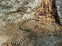 DSC00574 Kingsnake.JPG