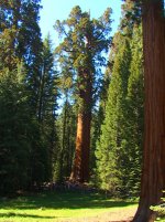 DSC00477 Sequoia NP.JPG