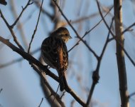 Pine Bunting_Aliakmon_231222a.jpg