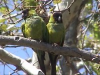 Black-hooded parakeet pair(3).JPG