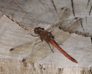 Common Darter_Kerkini_261222a.jpg