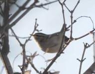 Pallas's Warbler_Kerkini_271222g.jpg