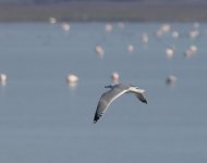 Caspian Gull_Kerkini_271222b.jpg