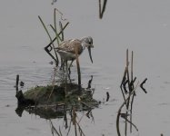 Greenshank_Kerkini_281222a.jpg