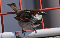 Italian Sparrow with Spanish Sparrow influence 001.jpg