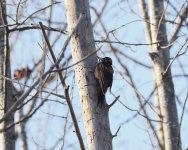 Black Woodpecker_Nestos_301222a.jpg