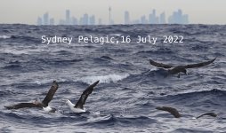 DSC06980 Albatrosses @ Sydney Pelagics.jpg