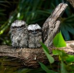 DSC01586 Tawny Frogmouths @ Cremorne Point.jpg