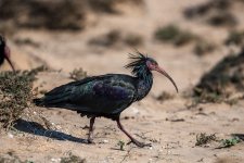 Northern bald ibis 011.JPG