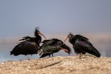 Northern bald ibis 021.JPG