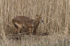 05_20220414 (36)_Chinese_Water_Deer.JPG