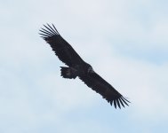 Black Vulture_Dadia_311222c.jpg