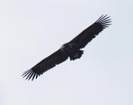 Black Vulture_Dadia_311222f.jpg