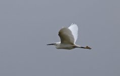 D Little Egret 001.jpg